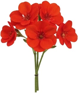 a red flower on a white background.jpg